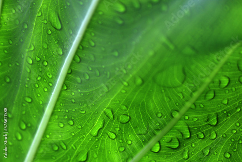 green leaf with water drops