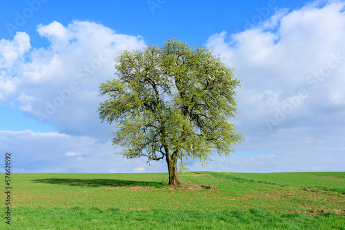 Baum im Frühling.