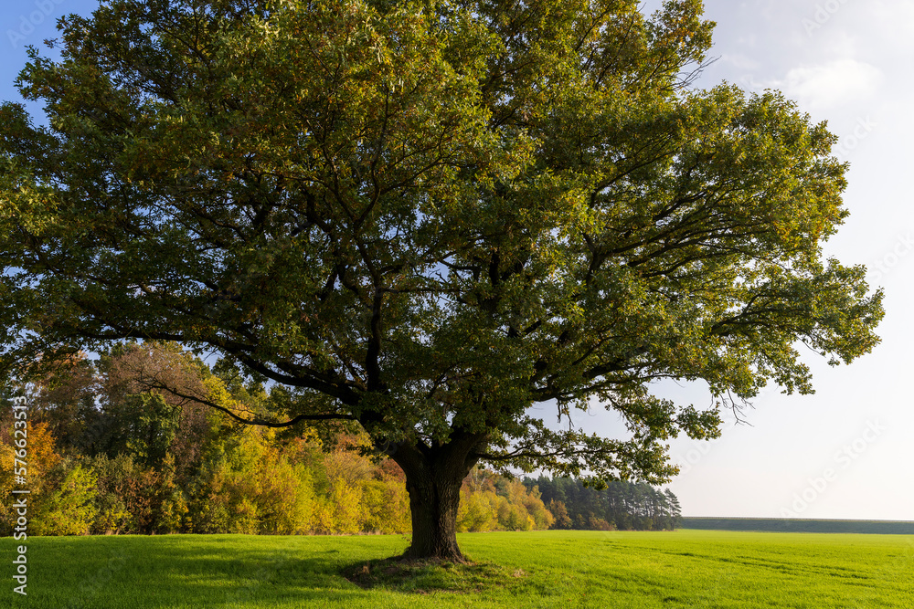 The yellowing foliage of an oak in the autumn season The yellowing foliage of an oak in the autumn season