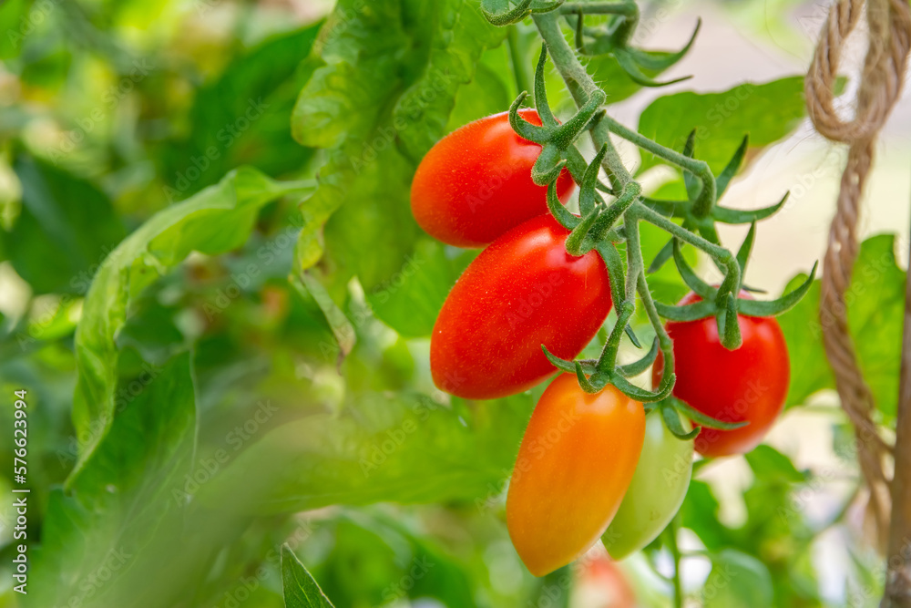 The tomato fruit, Cherry tomato (Lycopersicon esculentum) in the vegetable garden