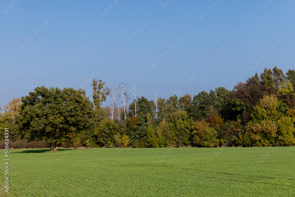 The yellowing foliage of an oak in the autumn season The yellowing foliage of an oak in the autumn season