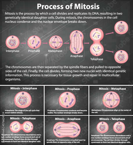 Process of mitosis phases with explanations
