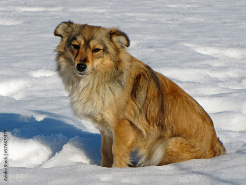 red dog with long hair, sitting on the snow