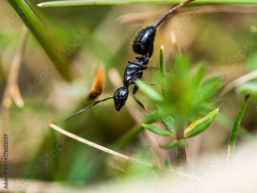 Hormiga negra sobre una planta © menudomundo
