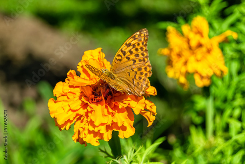 Beautiful flower butterfly monarch on background meadow © oleg525