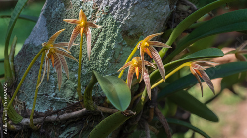 Closeup view of colorful epiphytic orchid species bulbophyllum affine flowers blooming outdoors on natural background photo