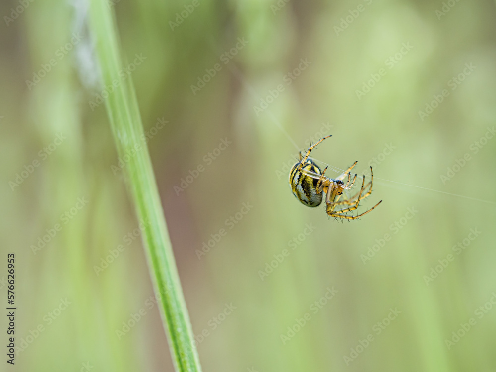Araña negra y amarilla colgando de un hilo tejiendo su tela