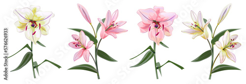 Collection white and pink lilies (Lilium brownii). Big Lily realistic flowers, bud, leaves in watercolor style. Closeup vector illustration for wedding anniversary card, birthday invitation photo