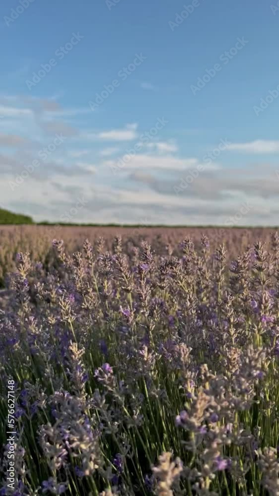 Beautiful garden landscape in Provence. Aroma plant. Vertical video
