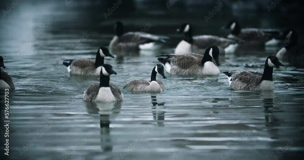 Flock of Wild Canadian Geese Bathing and Splashing in Calm Lake Water. Swimming Goose Self Cleaning by Diving in Pond Slow Motion Preening 4K Flock of Wild Canadian Geese Bathing and Splashing in Calm Lake Water. Swimming Goose Self Cleaning by Diving in Pond Slow Motion Preening 4K