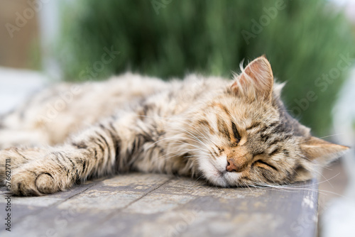 beautiful wild cat sleeps, sleep and rest animals © Надежда Урюпина