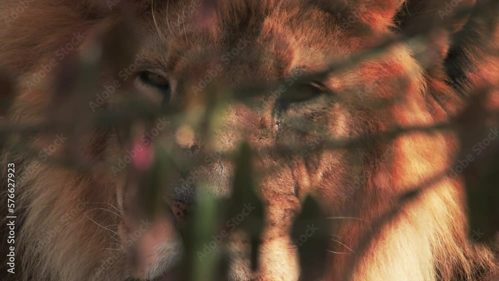 Large male lion in zoo resting in sunlight, partially hidden by branches. Close up. Large male lion in zoo resting in sunlight, partially hidden by branches. Close up.