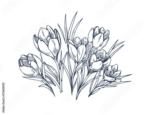 Crocus sativus, contoured flowers drawing in retro detailed style. Vintage outlined floral plant, blooming wildflowers. Botanical hand-drawn etched vector illustration isolated on white background