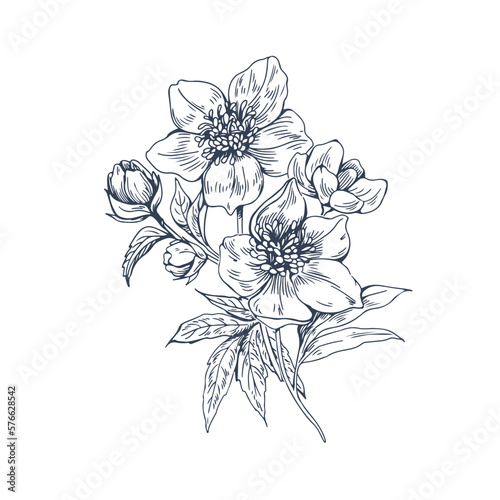 Helleborus orientalis, retro-styled floral plant, botanical drawing. Contoured outlined Lenten rose, blooming flower. Vintage detailed engraved vector illustration isolated on white background