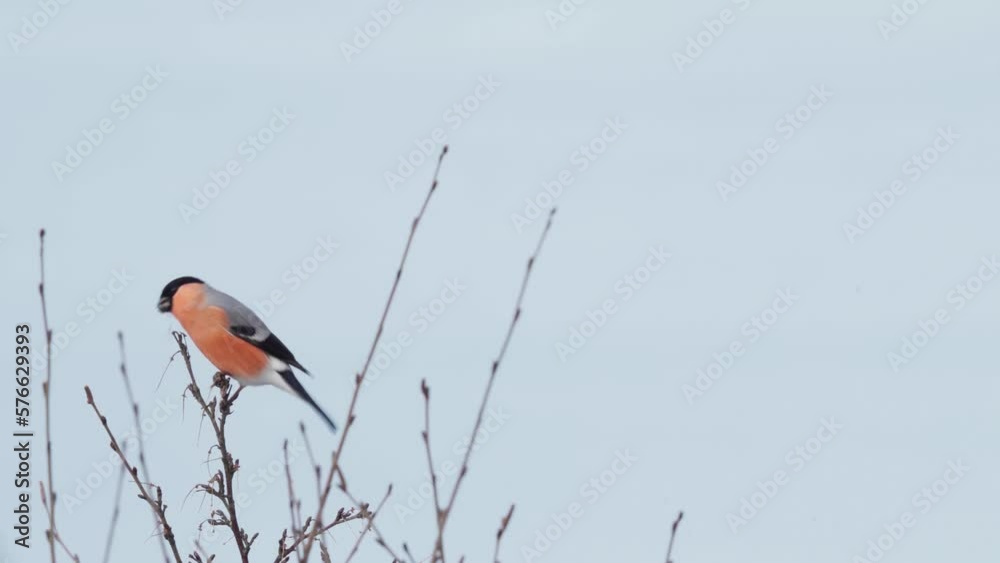 Eurasian Bullfinch Perching On Slender Tree Branch In Daytime. - close up Eurasian Bullfinch Perching On Slender Tree Branch In Daytime. - close up