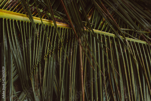 Textured palm leaf close-up. Natural background.