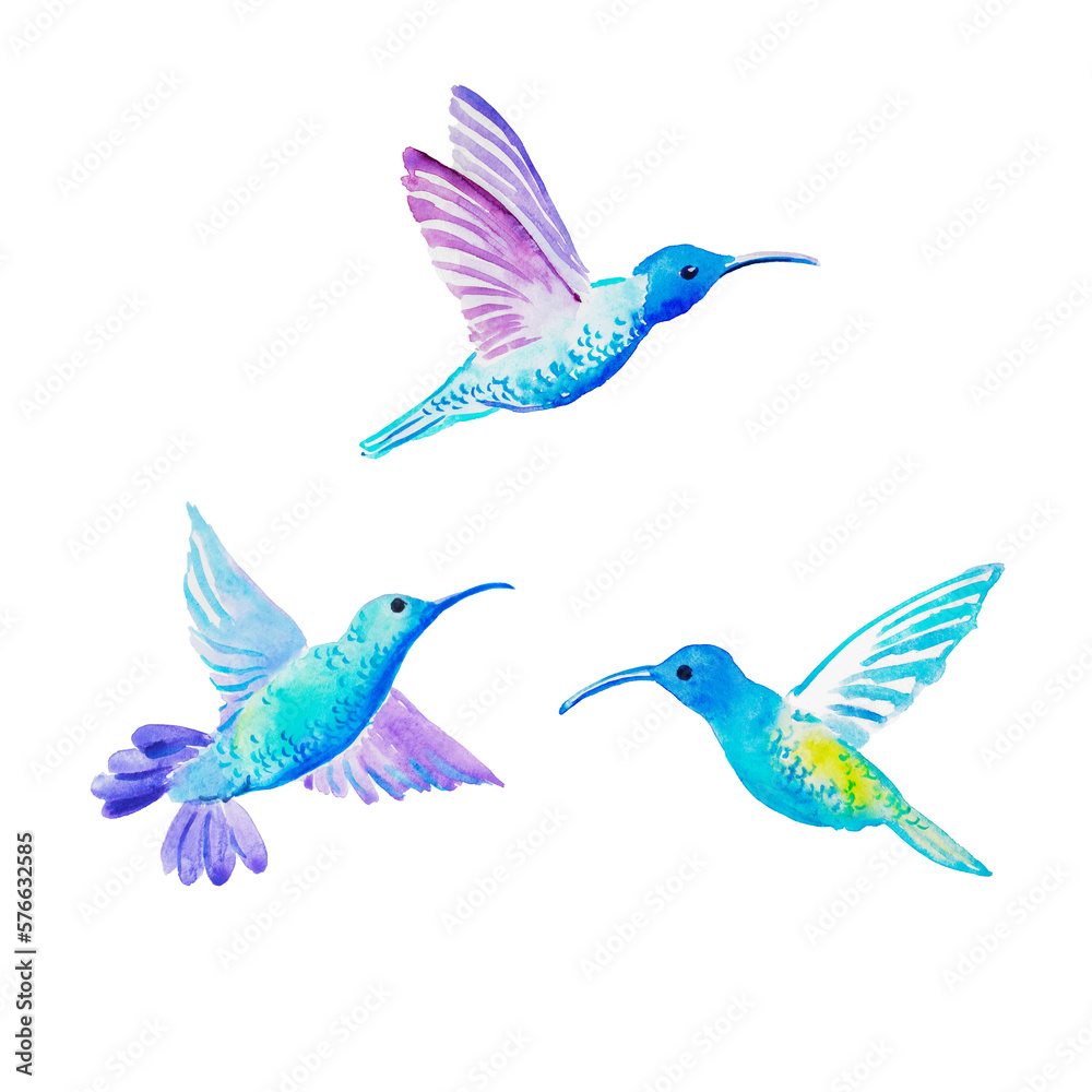 Fototapeta premium Hummingbirds, colorful birds, hummingbird illustration, watercolor illustration 