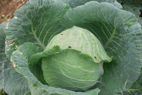 fresh cabbage growing in the back garden