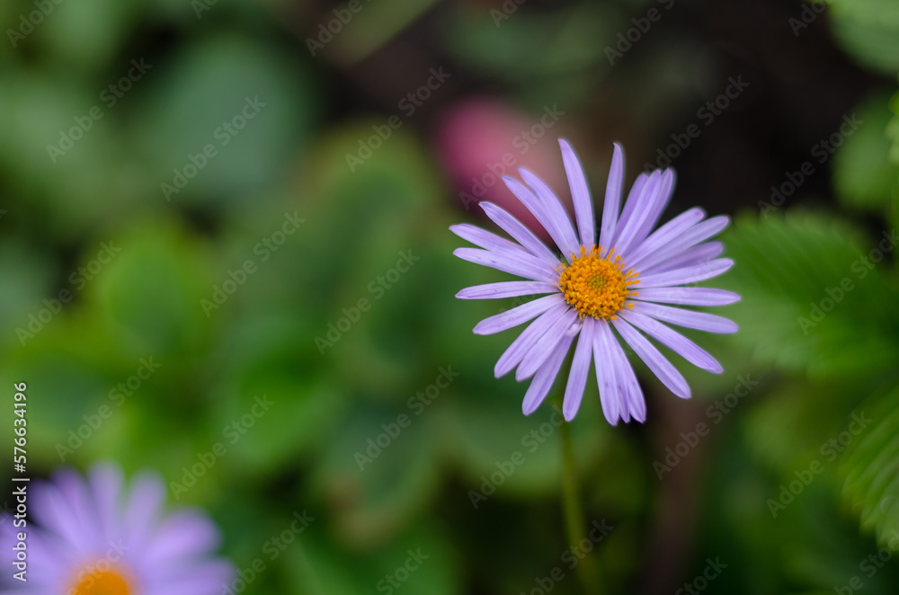 Purple aster flower. Felicia amelloides, or African blue chamomile Purple aster flower. Felicia amelloides, or African blue chamomile