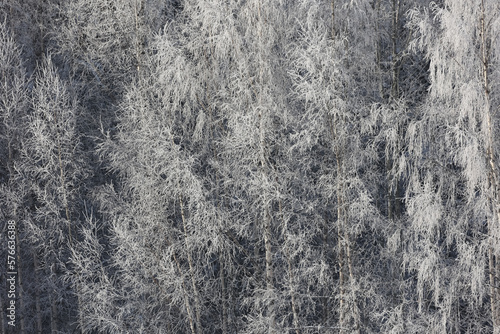 Frosty trees © Sami