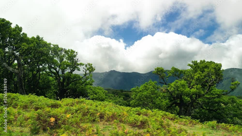 Green trees in the fanal forest backdropped by white clouds and mountains Green trees in the fanal forest backdropped by white clouds and mountains