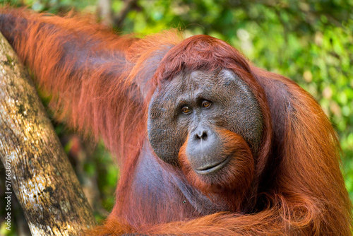 Orangutan, Pongo pygmaeus, Sekonyer River, Tanjung Puting National Park, Kalimantan, Borneo, Indonesia photo