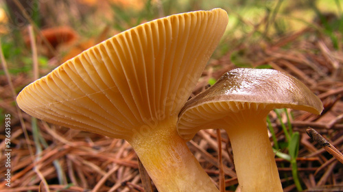 Wild Mushroom, Sierra de Guadarrama National Park, Segovia, Castile Leon, Spain, Europe