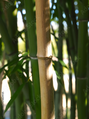 Green bamboo forest Phyllostachys dulcis