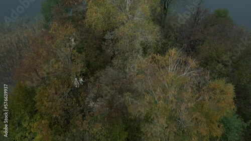 Autumn colored treesin a forest on a island in Poland. Drone dolley tilt shot photo