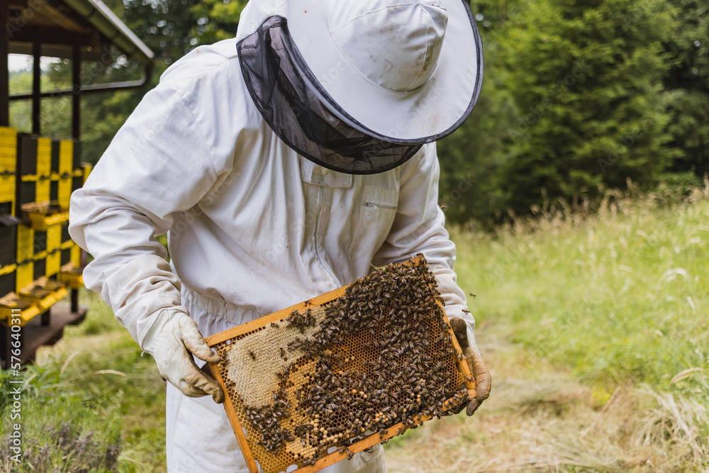 Hobby honey farmer standing in an apiary, in front of beehives, holding a wooden hive frame covered with bees and comb Hobby honey farmer standing in an apiary, in front of beehives, holding a wooden hive frame covered with bees and comb