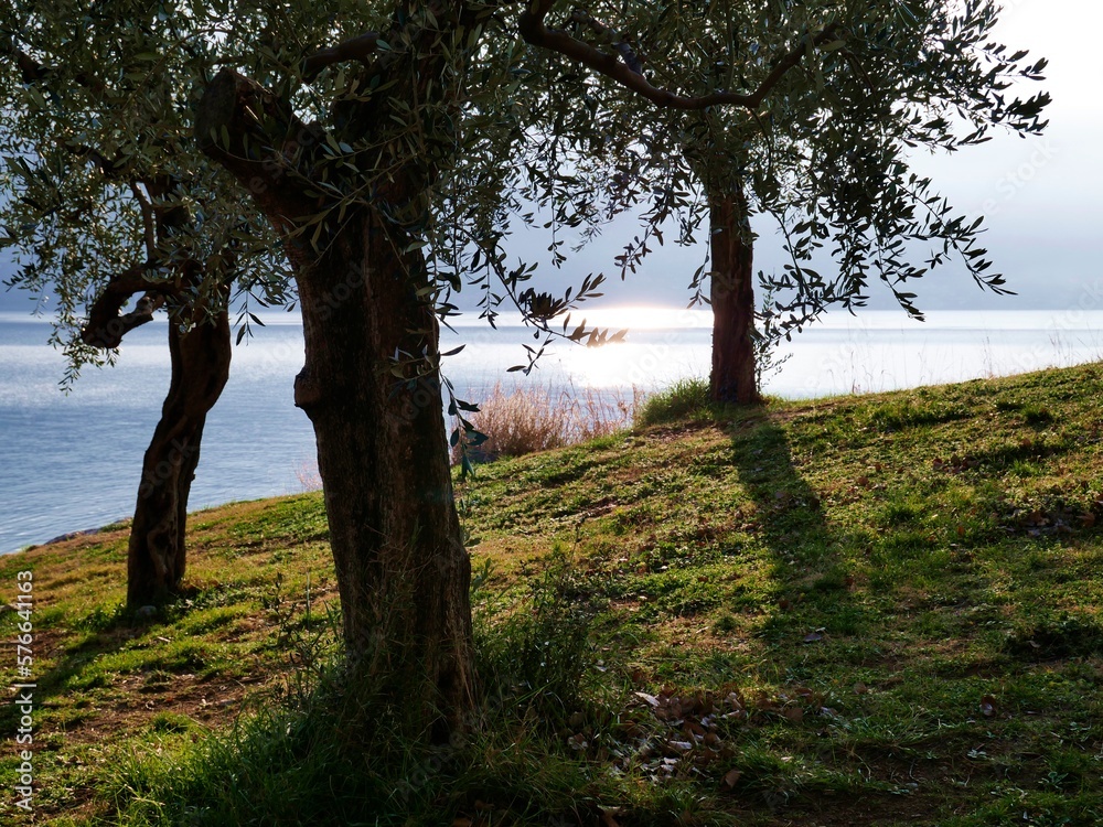 Olivenbäume am Gardasee im Sonnenlicht