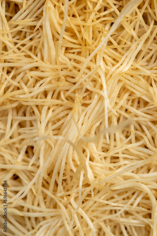 A large number of pea roots are light yellow A large number of pea roots are light yellow