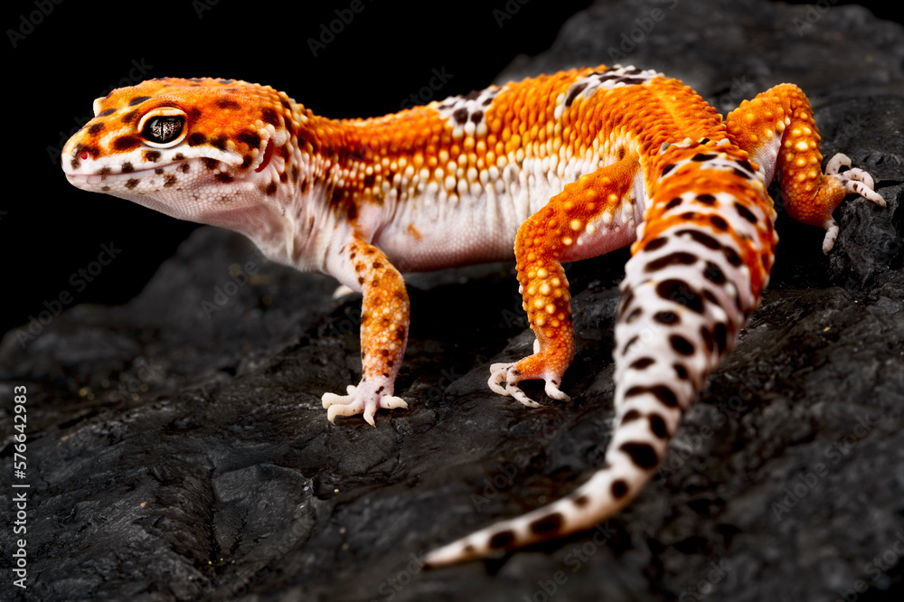 Obraz premium Leopard gecko (Eublepharis macularius)