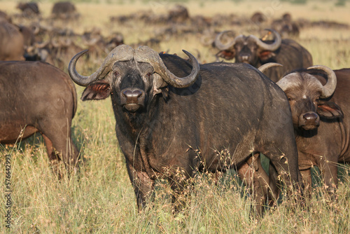 Tiere auf der Safari in Nakuru 