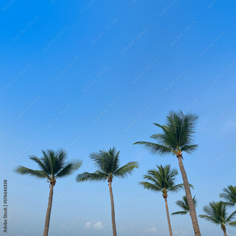 Bottom Up View Coconut Palm Trees on Blue Sky Background Bottom Up View Coconut Palm Trees on Blue Sky Background