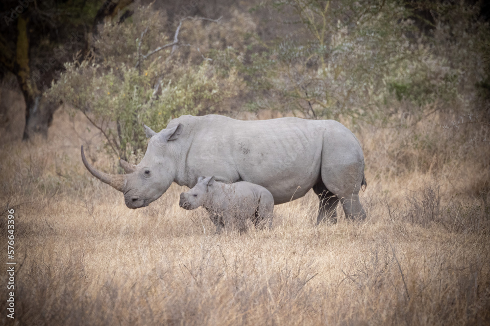 Tiere auf der Safari in Nakuru
