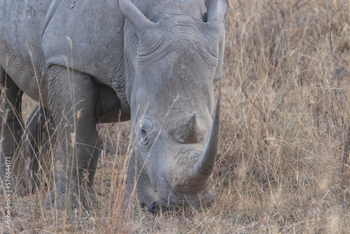 Tiere auf der Safari in Nakuru 