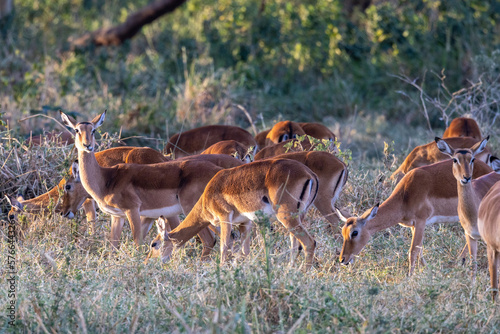 Tiere auf der Safari in Nakuru 