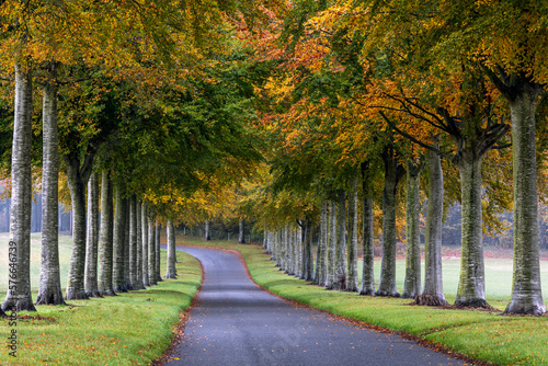 Fototapeta Naklejka Na Ścianę i Meble -  A lovely avenue of beech trees in autumn, on a quiet road near Moor Crichel in Dorset.