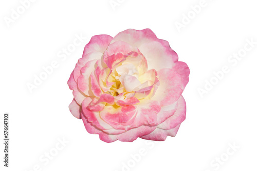 beautiful pink rose 