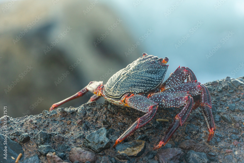 Puerto de la Cruz Tenerife Canary islands Spain crabs on rock of the coast Puerto de la Cruz Tenerife Canary islands Spain crabs on rock of the coast
