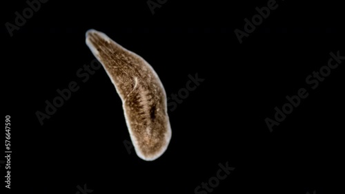 Worm family Procerodidae under a microscope, phylum Platyhelminthes, possibly genus Procerodes sp. Sample found in Barents sea. photo