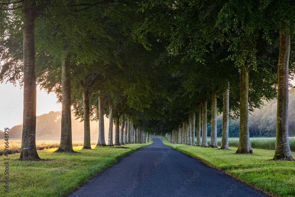 Obraz premium A lovely avenue of beech trees on a quiet road near Moor Crichel in the Dorset countryside. Taken at sunrise.