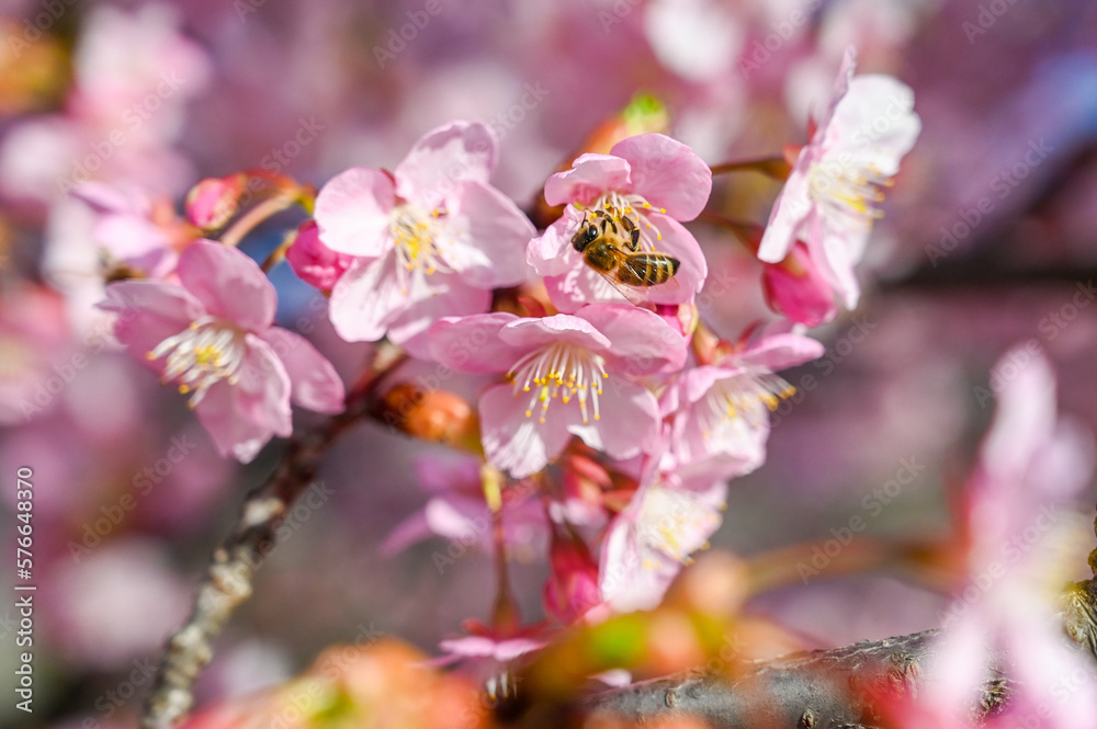Honey Bee collecting pollen from pink flowers in orchard. Flowering Japanese cherry tree in spring. Branch with blossoms in sunlight. Blooming tree in garden. Honey Bee collecting pollen from pink flowers in orchard. Flowering Japanese cherry tree in spring. Branch with blossoms in sunlight. Blooming tree in garden.