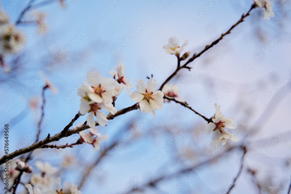 Tree blossom in spring 2023