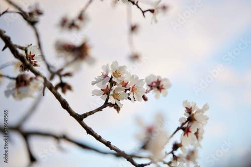 blossom in spring 2023