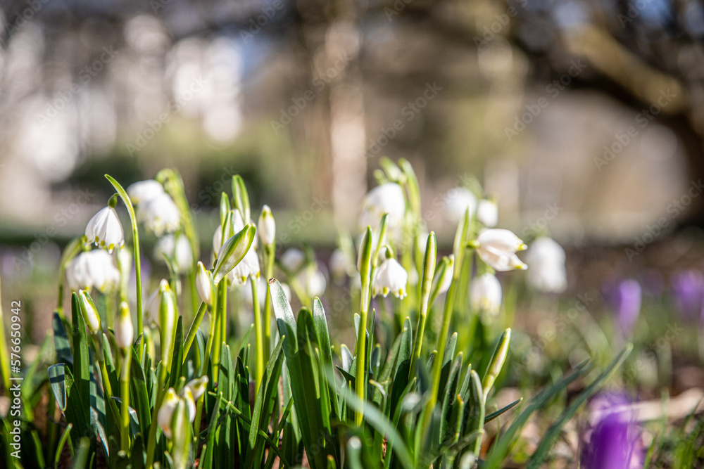 Obraz premium Maiglöckchen
