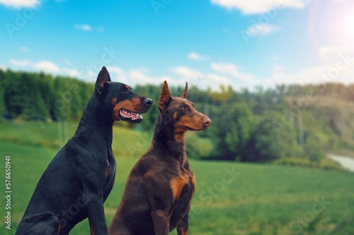 Cute young lovely smart dogs posing on outdoor