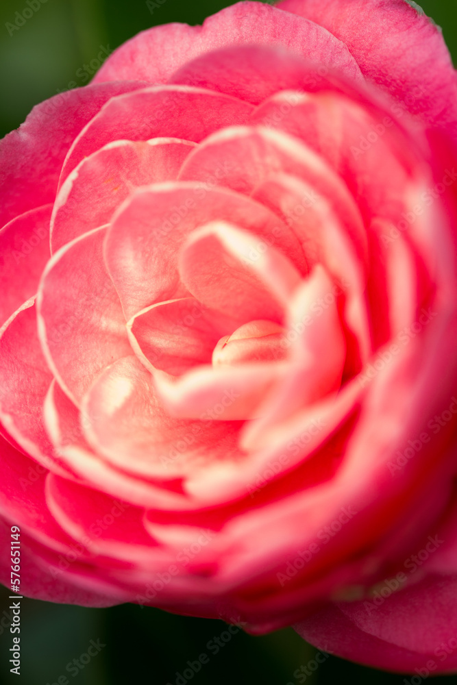 Blume im Detail Blume im Detail