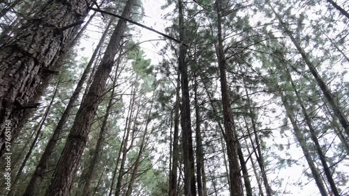 Dense Pine Trees Growing On The Natural Park In Bukidnon, Mindanao Philippines. Low Angle Rotating  photo